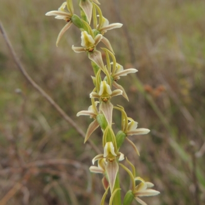 Paraprasophyllum petilum (Tarengo Leek Orchid) by MichaelBedingfield