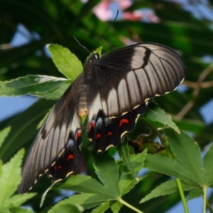 Papilio aegeus at Downer, ACT - 2 Mar 2023 02:14 PM