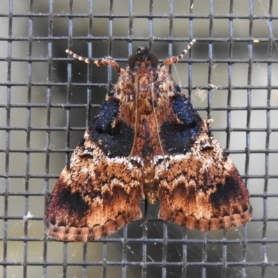 Orthaga thyrisalis (Teatree Web Moth) at Wanniassa, ACT - 2 Mar 2023 by JohnBundock