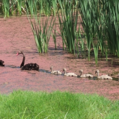 Cygnus atratus (Black Swan) at Jerrabomberra Wetlands - 1 Mar 2023 by RodDeb