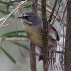 Sericornis frontalis at Fyshwick, ACT - 1 Mar 2023 11:44 AM