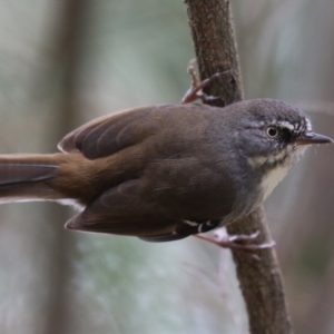 Sericornis frontalis at Fyshwick, ACT - 1 Mar 2023 11:44 AM