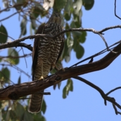 Tachyspiza cirrocephala (Collared Sparrowhawk) at Fyshwick, ACT - 1 Mar 2023 by RodDeb