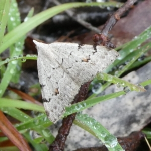 Dichromodes estigmaria at Charleys Forest, NSW - 2 Mar 2023