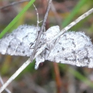 Metasia (genus) at Charleys Forest, NSW - 2 Mar 2023