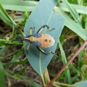 Amorbus sp. (genus) at Charleys Forest, NSW - suppressed