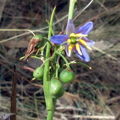 Dianella sp. aff. longifolia (Benambra) (Pale Flax Lily, Blue Flax Lily) at The Pinnacle - 2 Mar 2023 by sangio7