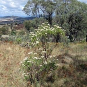 Cassinia longifolia at Molonglo Valley, ACT - 2 Mar 2023 12:02 PM