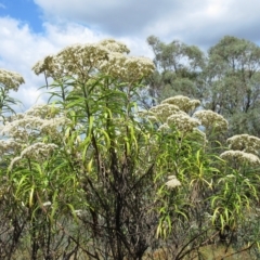 Cassinia longifolia at Molonglo Valley, ACT - 2 Mar 2023 12:02 PM