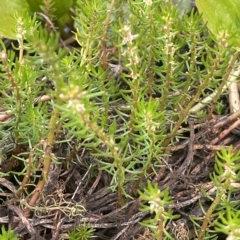 Myriophyllum simulans at Lake George, NSW - 1 Mar 2023