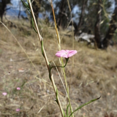Convolvulus angustissimus subsp. angustissimus (Australian Bindweed) at The Pinnacle - 2 Mar 2023 by sangio7