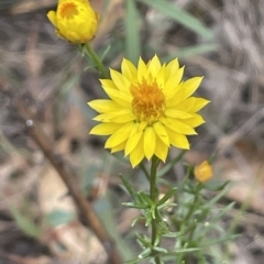 Xerochrysum viscosum (Sticky Everlasting) at Sweeney's Travelling Stock Reserve - 28 Feb 2023 by JaneR