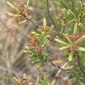 Kunzea ericoides at Lake George, NSW - 1 Mar 2023 12:03 PM