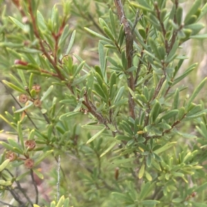 Kunzea ericoides at Lake George, NSW - 1 Mar 2023 12:03 PM