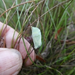 Unidentified Insect at Mongarlowe River - 1 Mar 2023 by arjay