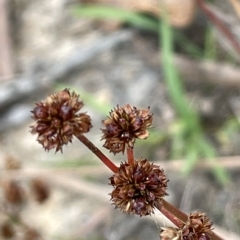 Juncus planifolius (broad-leaved rush) at Sweeney's TSR - 1 Mar 2023 by JaneR
