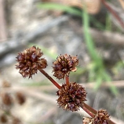Juncus planifolius (broad-leaved rush) at Sweeney's TSR - 1 Mar 2023 by JaneR
