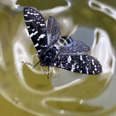 Psychanisa baliodes (A Case moth) at Lower Molonglo - 2 Mar 2023 by Steve_Bok