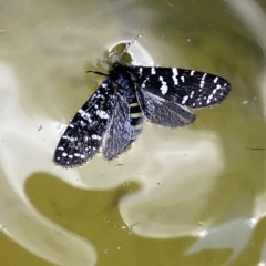 Psychanisa baliodes at Stromlo, ACT - 2 Mar 2023