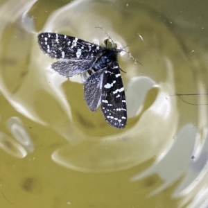 Psychanisa baliodes at Stromlo, ACT - 2 Mar 2023