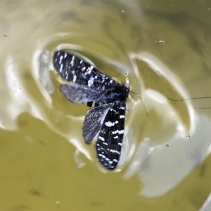 Psychanisa baliodes at Stromlo, ACT - 2 Mar 2023