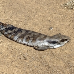 Tiliqua scincoides scincoides (Eastern Blue-tongue) at Molonglo River Reserve - 2 Mar 2023 by Steve_Bok