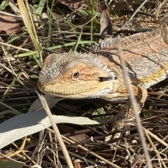 Pogona barbata (Eastern Bearded Dragon) at Molonglo River Reserve - 1 Mar 2023 by Steve_Bok