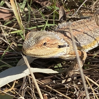 Pogona barbata (Eastern Bearded Dragon) at Molonglo River Reserve - 1 Mar 2023 by Steve_Bok