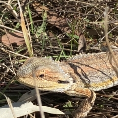 Pogona barbata at Molonglo Valley, ACT - suppressed