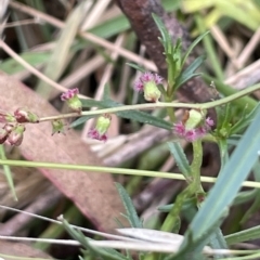 Gonocarpus tetragynus (Common Raspwort) at Lake George, NSW - 28 Feb 2023 by JaneR