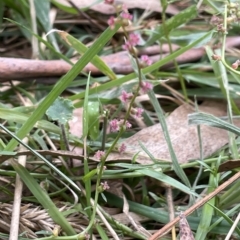 Gonocarpus tetragynus at Lake George, NSW - 1 Mar 2023 10:02 AM