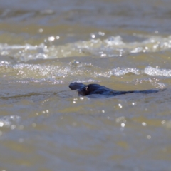 Ornithorhynchus anatinus (Platypus) at Stromlo, ACT - 26 Feb 2023 by KorinneM