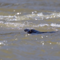 Ornithorhynchus anatinus (Platypus) at Stony Creek - 26 Feb 2023 by KorinneM