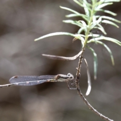 Austrolestes leda at Wee Jasper, NSW - 2 Mar 2023