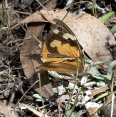 Heteronympha merope (Common Brown Butterfly) at Wee Jasper, NSW - 2 Mar 2023 by JudithRoach