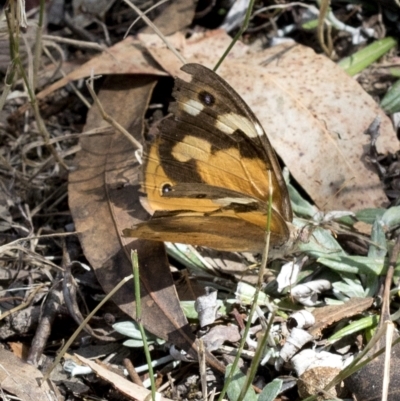Heteronympha merope (Common Brown Butterfly) at Wee Jasper, NSW - 2 Mar 2023 by JudithRoach