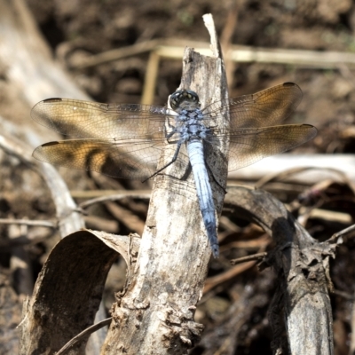 Orthetrum caledonicum (Blue Skimmer) at Wee Jasper, NSW - 2 Mar 2023 by JudithRoach