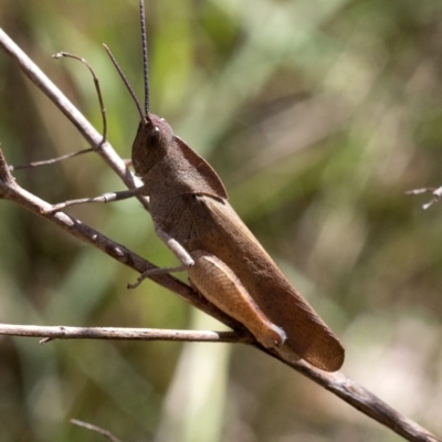 Goniaea australasiae (Gumleaf grasshopper) at Wee Jasper, NSW - 2 Mar 2023 by JudithRoach