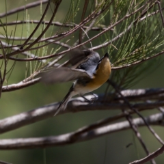 Myiagra rubecula (Leaden Flycatcher) at Stony Creek - 26 Feb 2023 by KorinneM