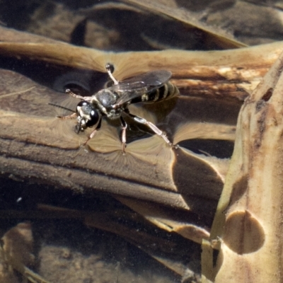 Crabroninae (subfamily) (Unidentified solitary wasp) at Wee Jasper, NSW - 2 Mar 2023 by JudithRoach