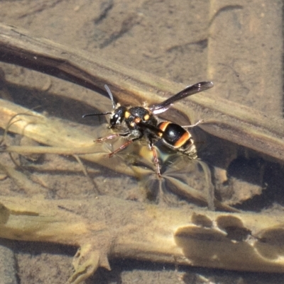 Eumeninae (subfamily) (Unidentified Potter wasp) at Wee Jasper, NSW - 2 Mar 2023 by JudithRoach