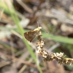 Dispar compacta at Wee Jasper, NSW - 2 Mar 2023 01:32 PM