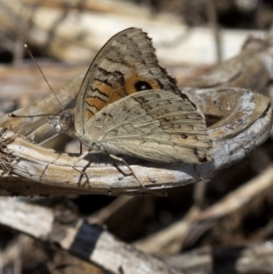 Junonia villida at Wee Jasper, NSW - 2 Mar 2023