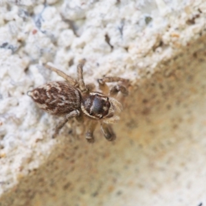 Maratus griseus at Chapman, ACT - 2 Mar 2023 12:02 PM