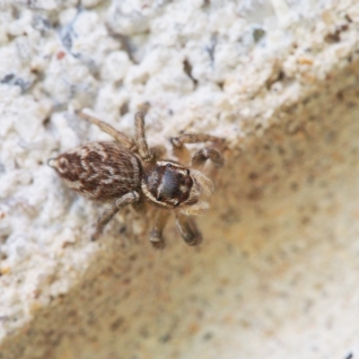 Maratus griseus (Jumping spider) at Chapman, ACT - 2 Mar 2023 by BarrieR
