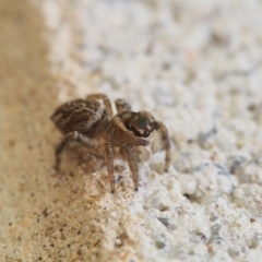 Maratus griseus at Chapman, ACT - 2 Mar 2023 12:02 PM