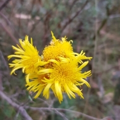 Podolepis hieracioides (Long Podolepis) at Mount Clear, ACT - 28 Feb 2023 by BethanyDunne