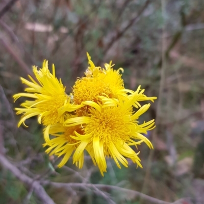 Podolepis hieracioides (Long Podolepis) at Mount Clear, ACT - 28 Feb 2023 by BethanyDunne