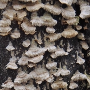 Schizophyllum commune at Tennent, ACT - 23 Feb 2023