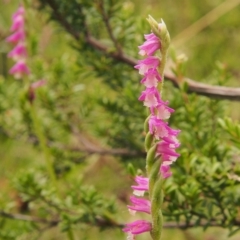 Spiranthes australis (Austral Ladies Tresses) at Paddys River, ACT - 23 Feb 2023 by BarrieR